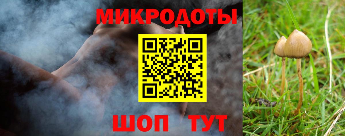 Галлюциногенные грибы Psilocybe Нововоронеж